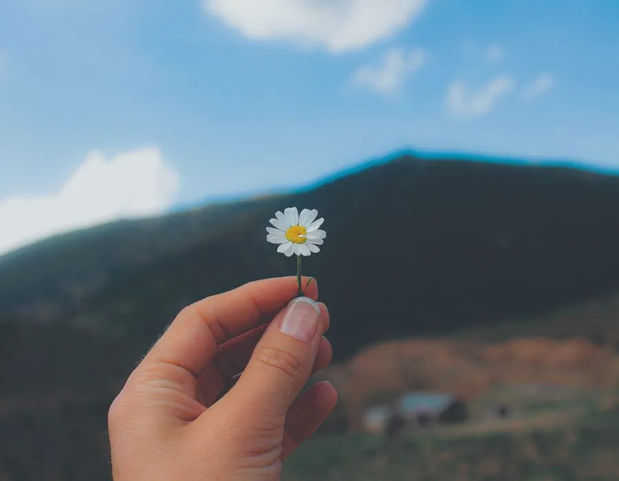 accept-what-is-blog-post-hand-holding-small-flower-mountain-blurred-background